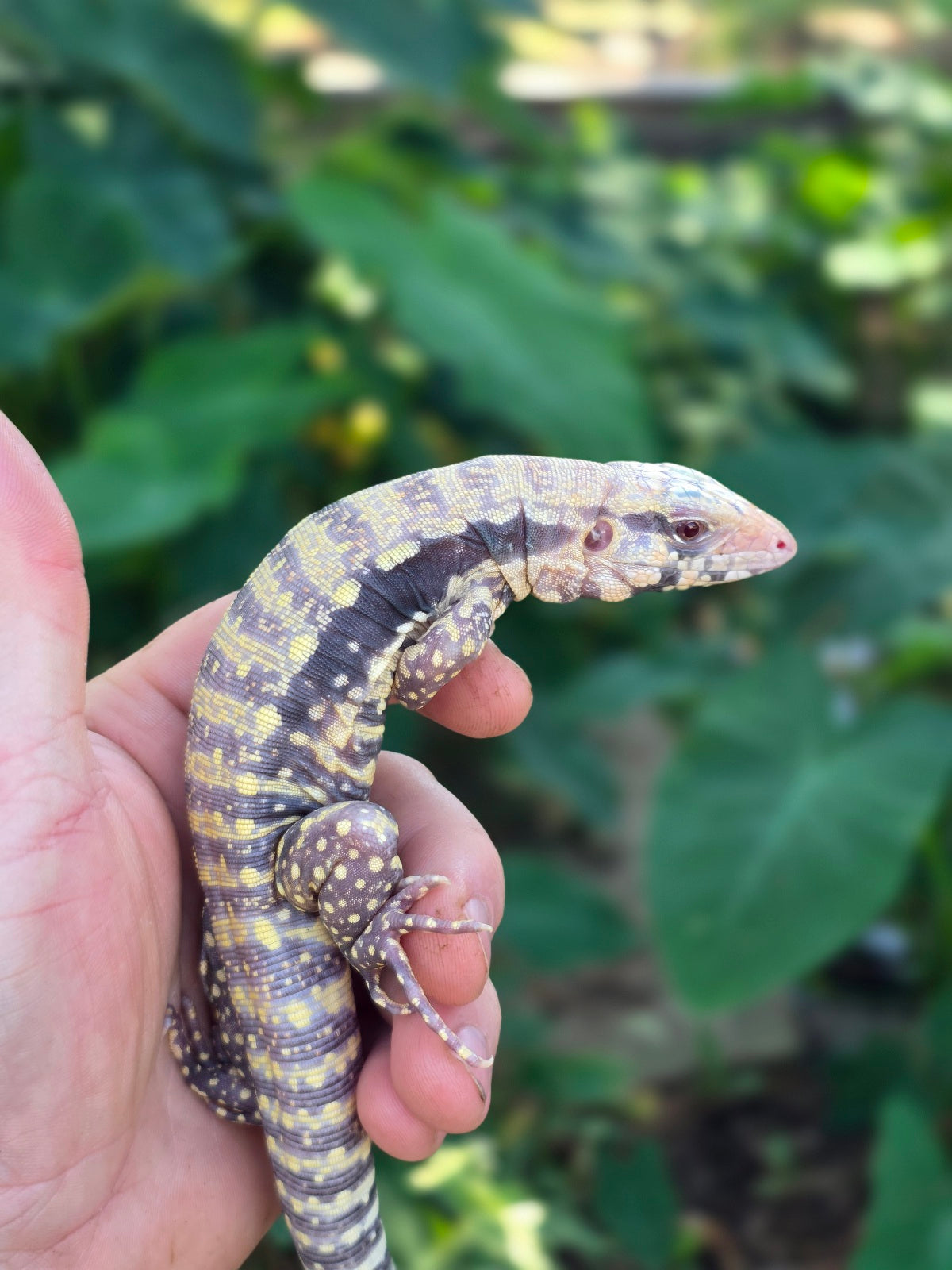 Female Blue Albino Tegu- Tsunami x Luna