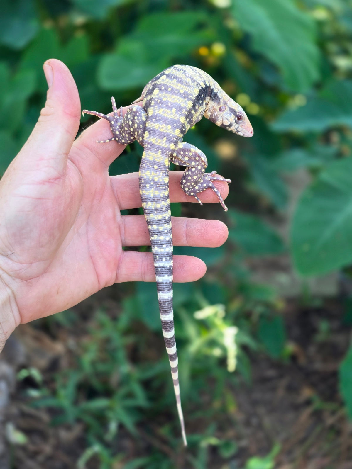 Female Blue Albino Tegu- Tsunami x Luna