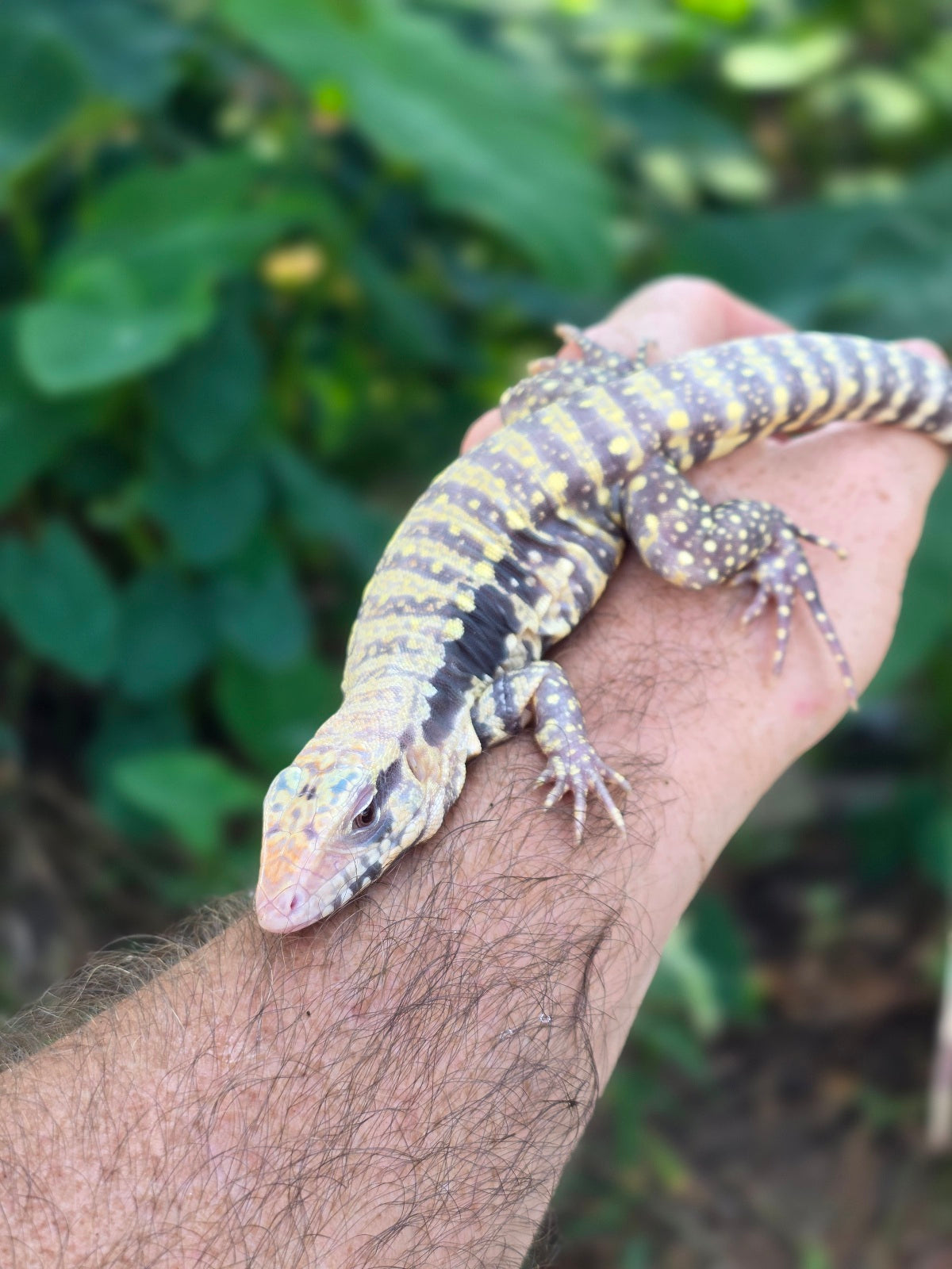 Female Blue Albino Tegu- Tsunami x Luna
