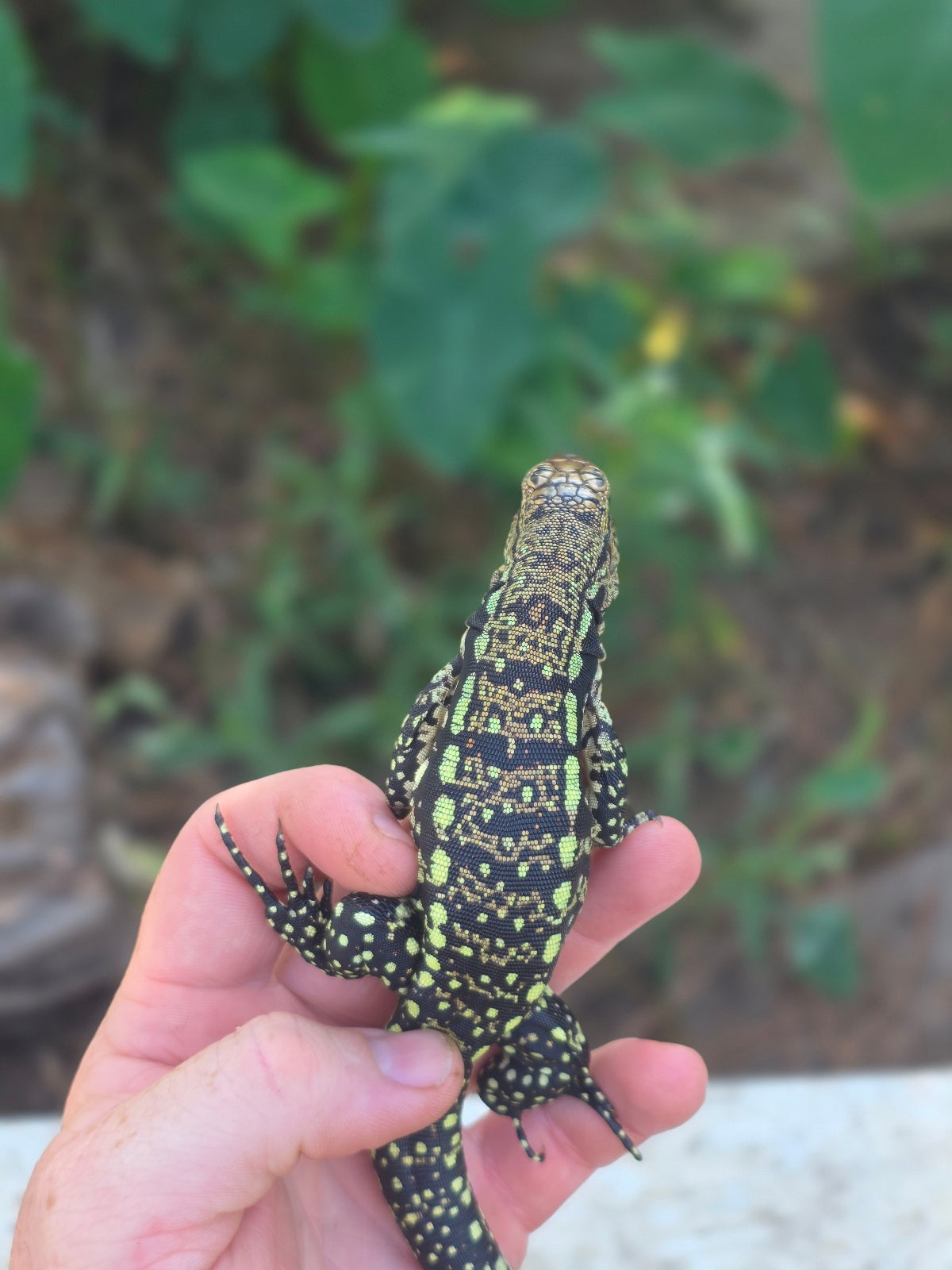 Female Blue Tegu 100% Het Albino- Tsunami x Luna