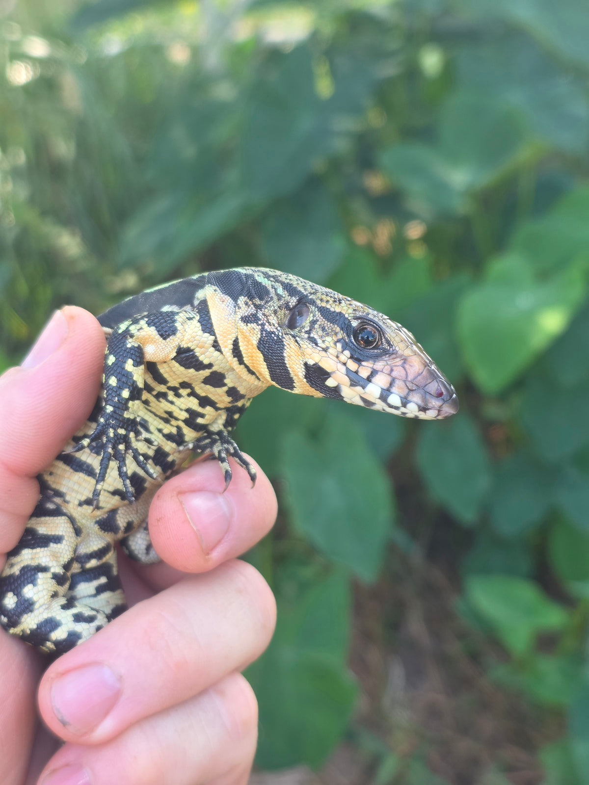 Female Blue Tegu 100% Het Albino- Tsunami x Luna