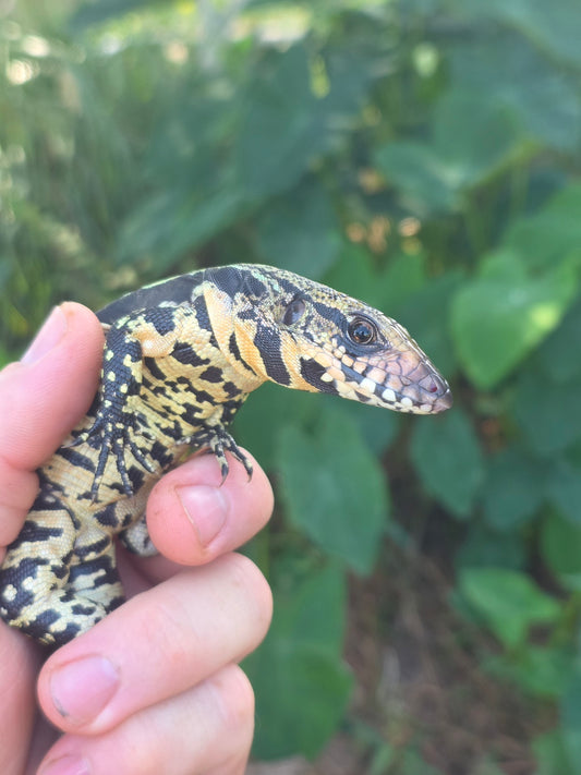 Female Blue Tegu 100% Het Albino- Tsunami x Luna