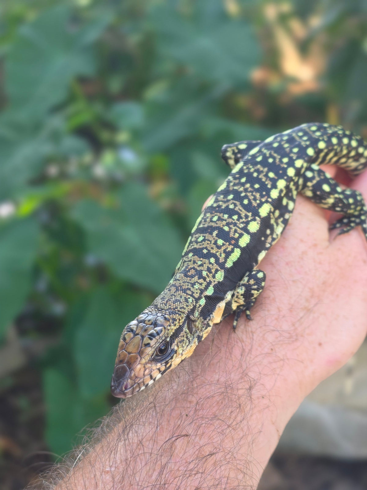 Female Blue Tegu 100% Het Albino- Tsunami x Luna