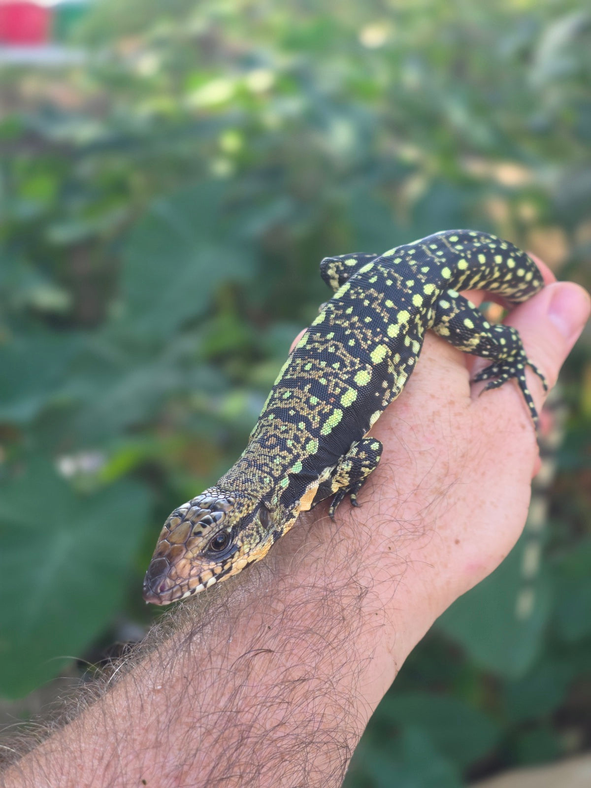 Female Blue Tegu 100% Het Albino- Tsunami x Luna