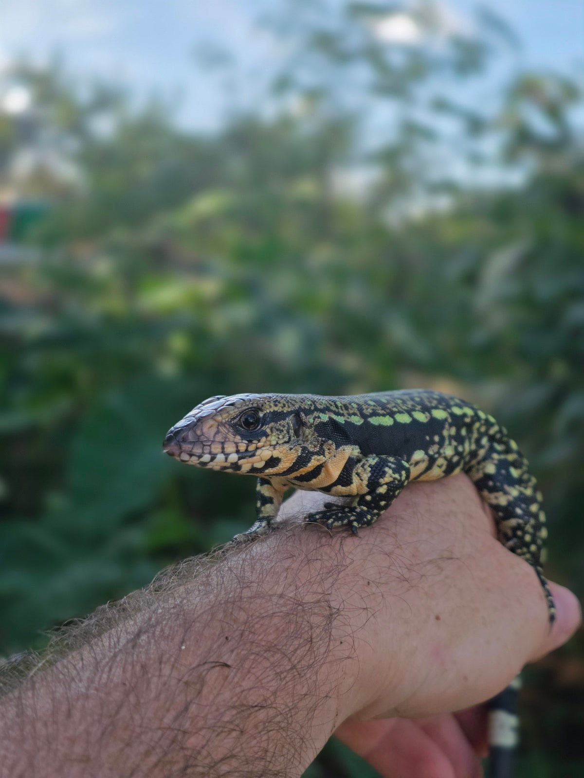 Female Blue Tegu 100% Het Albino- Tsunami x Luna