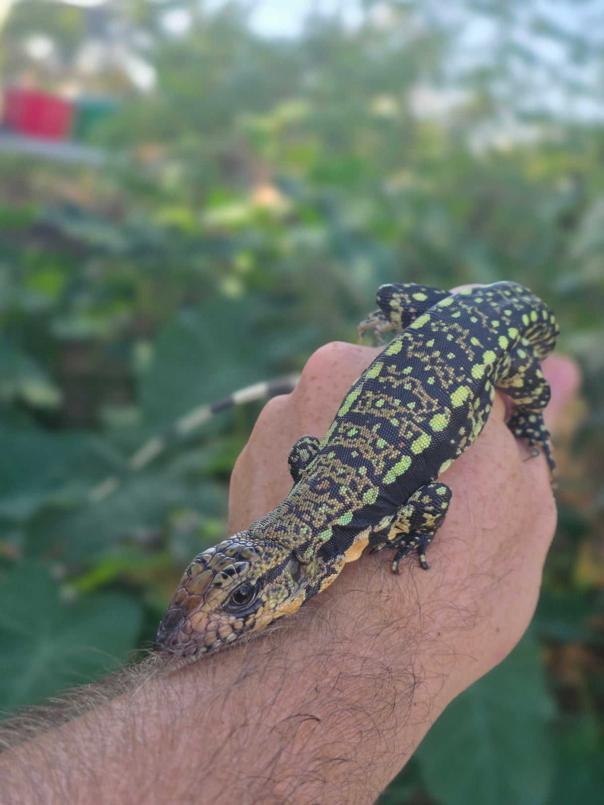 Female Blue Tegu 100% Het Albino- Tsunami x Luna