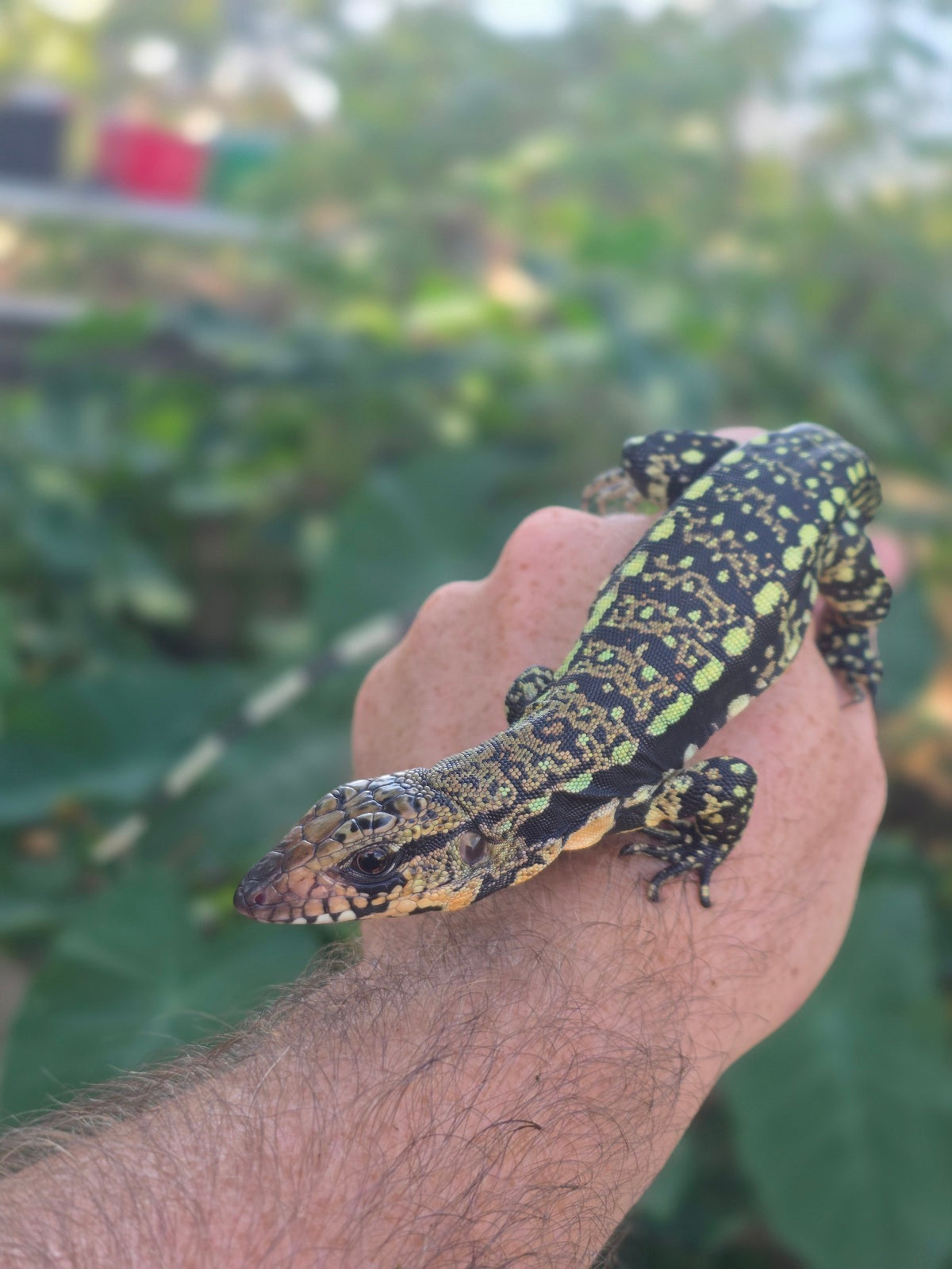 Female Blue Tegu 100% Het Albino- Tsunami x Luna