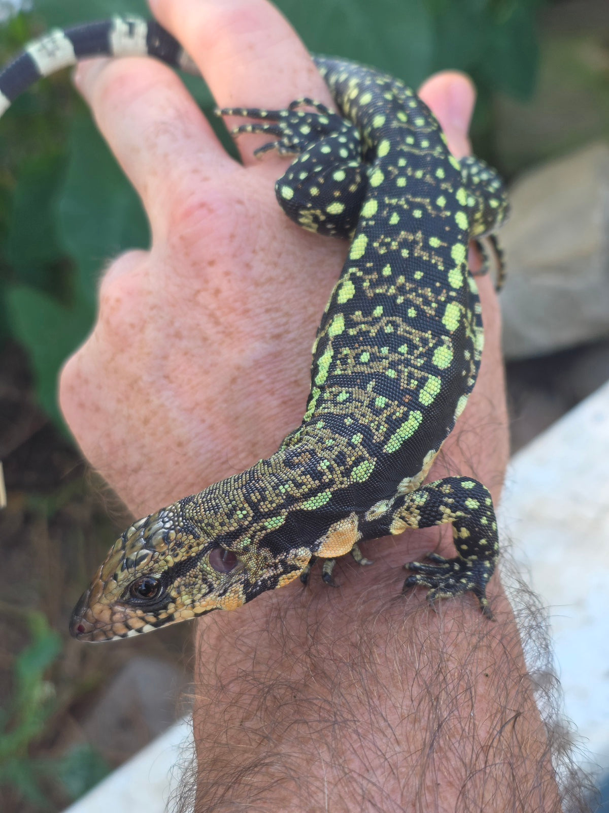 Female Blue Tegu 100% Het Albino- Tsunami x Luna