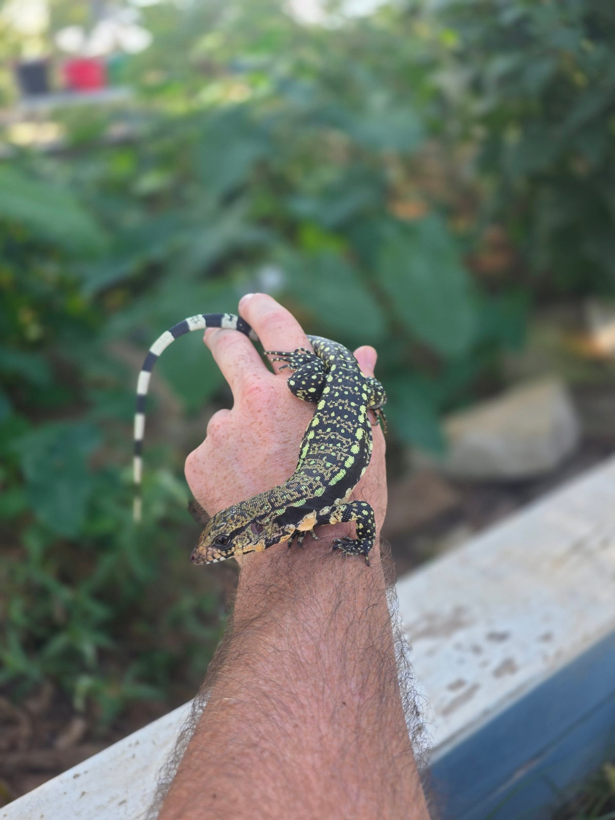 Female Blue Tegu 100% Het Albino- Tsunami x Luna