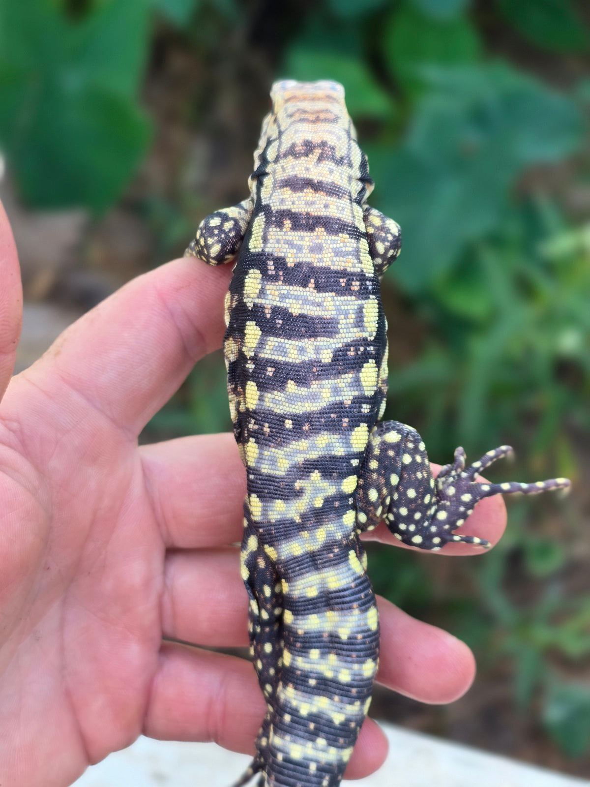 Female Blue Albino Tegu- Tsunami x Luna