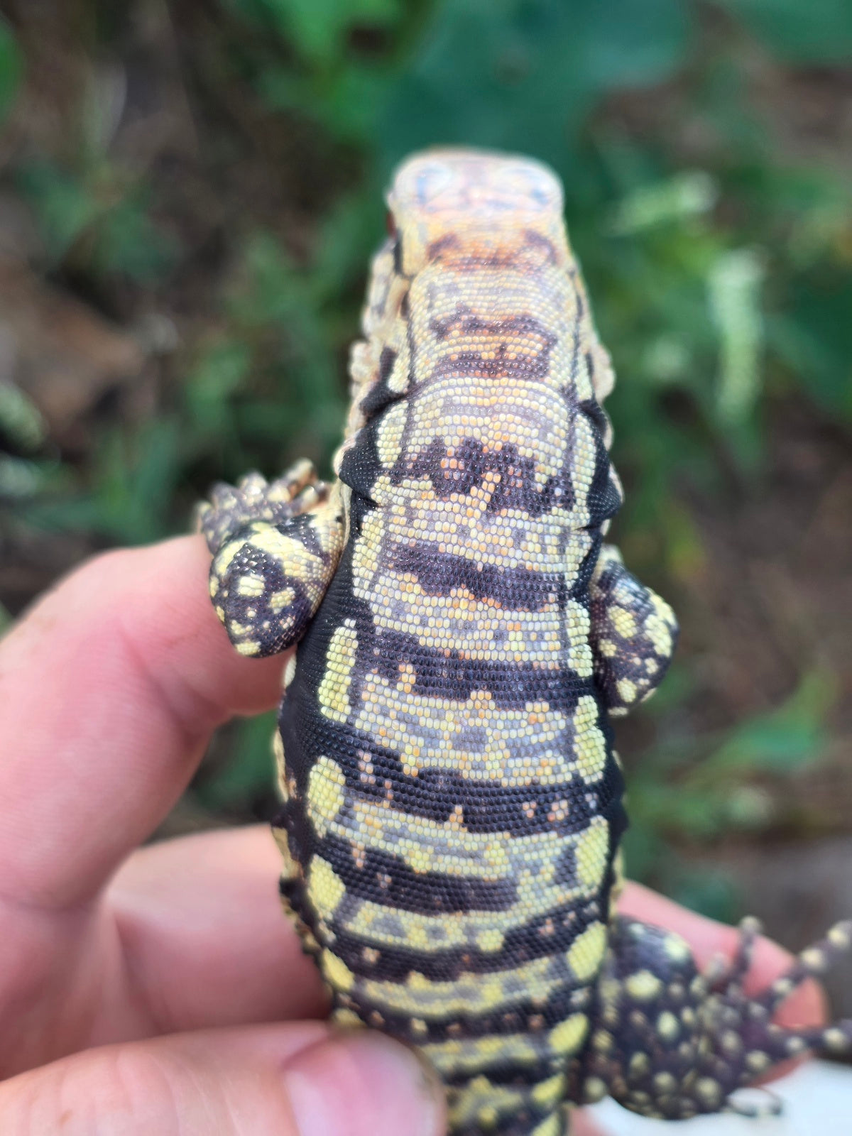 Female Blue Albino Tegu- Tsunami x Luna