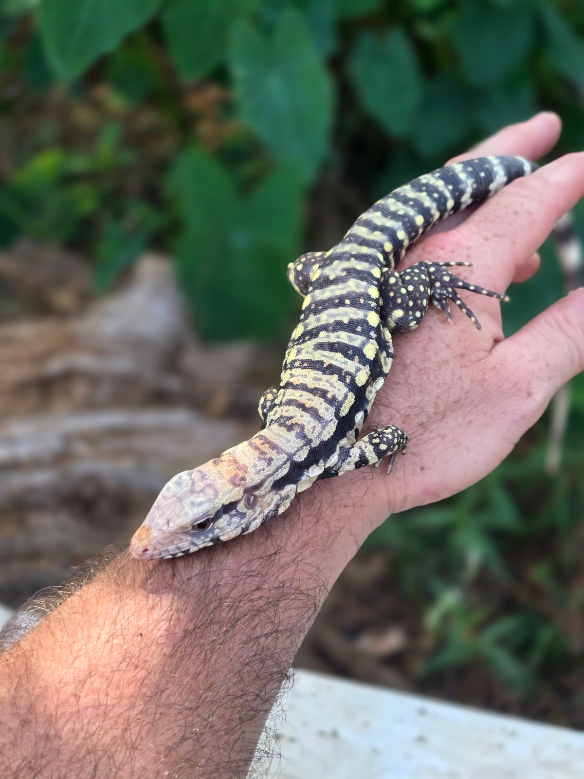 Female Blue Albino Tegu- Tsunami x Luna