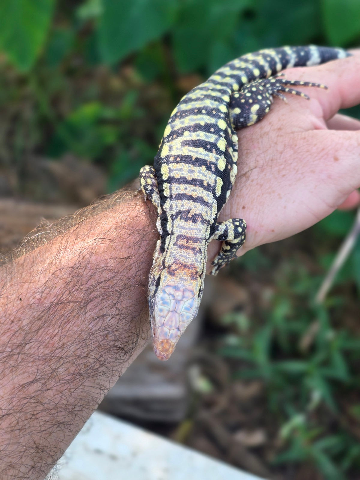 Female Blue Albino Tegu- Tsunami x Luna