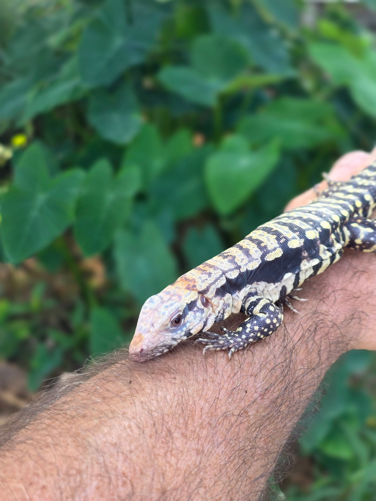 Female Blue Albino Tegu- Tsunami x Luna