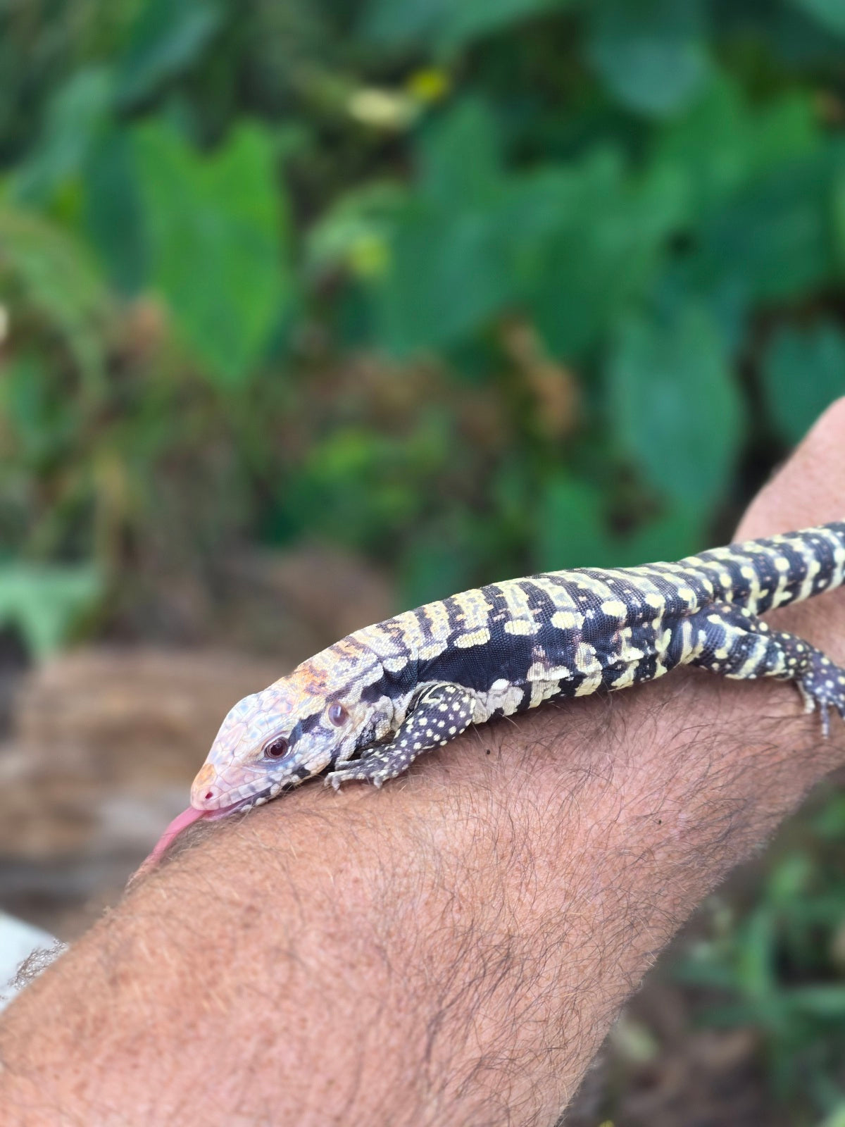 Female Blue Albino Tegu- Tsunami x Luna