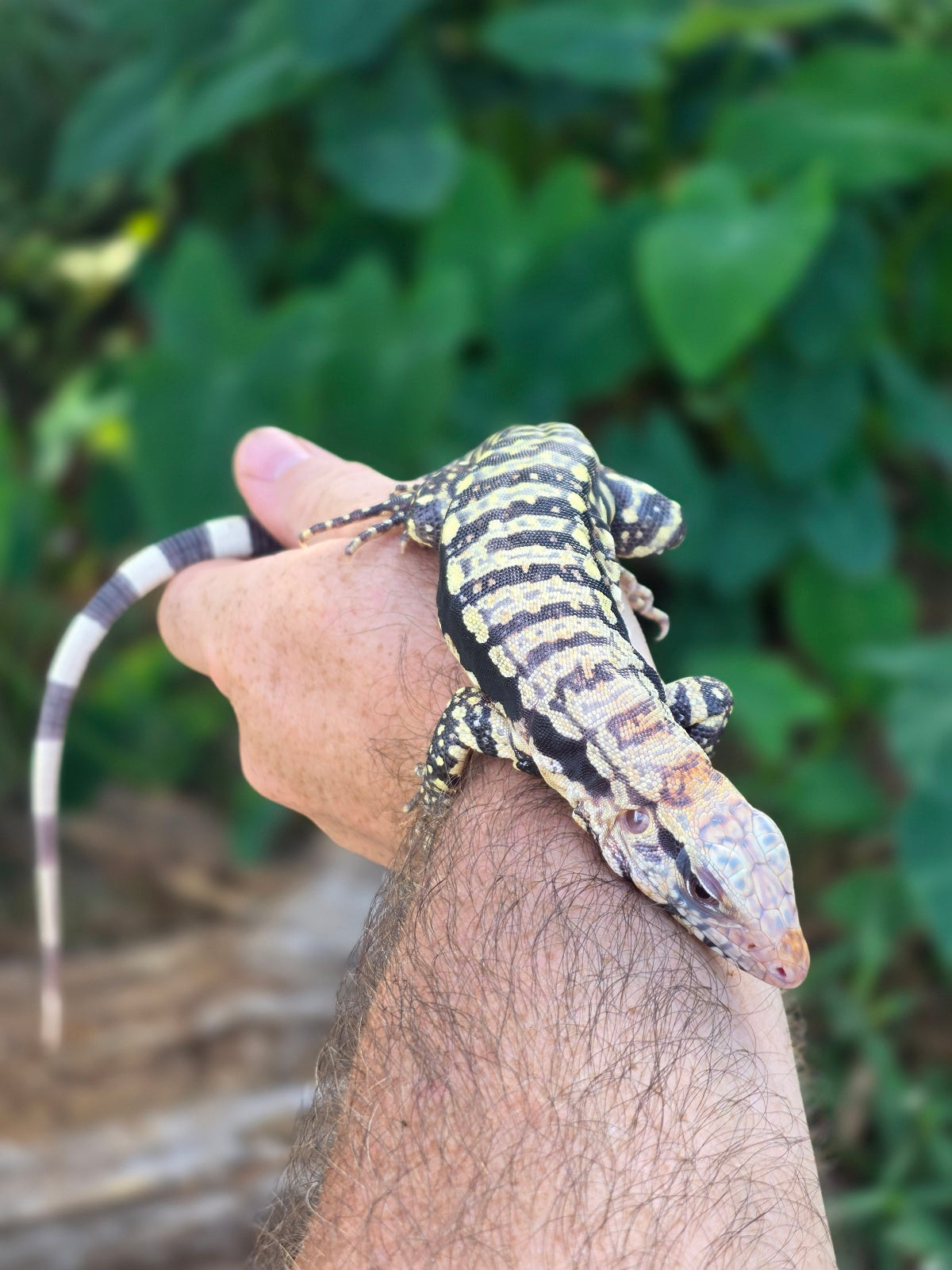 Female Blue Albino Tegu- Tsunami x Luna