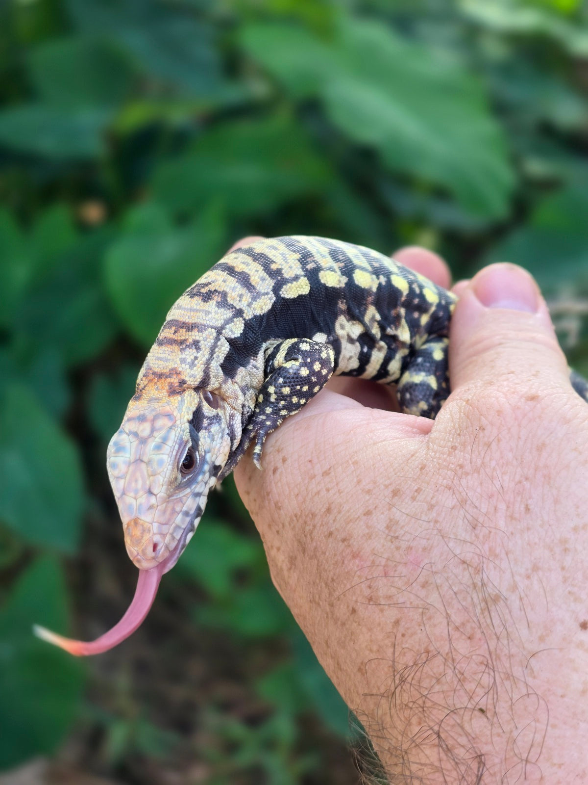 Female Blue Albino Tegu- Tsunami x Luna