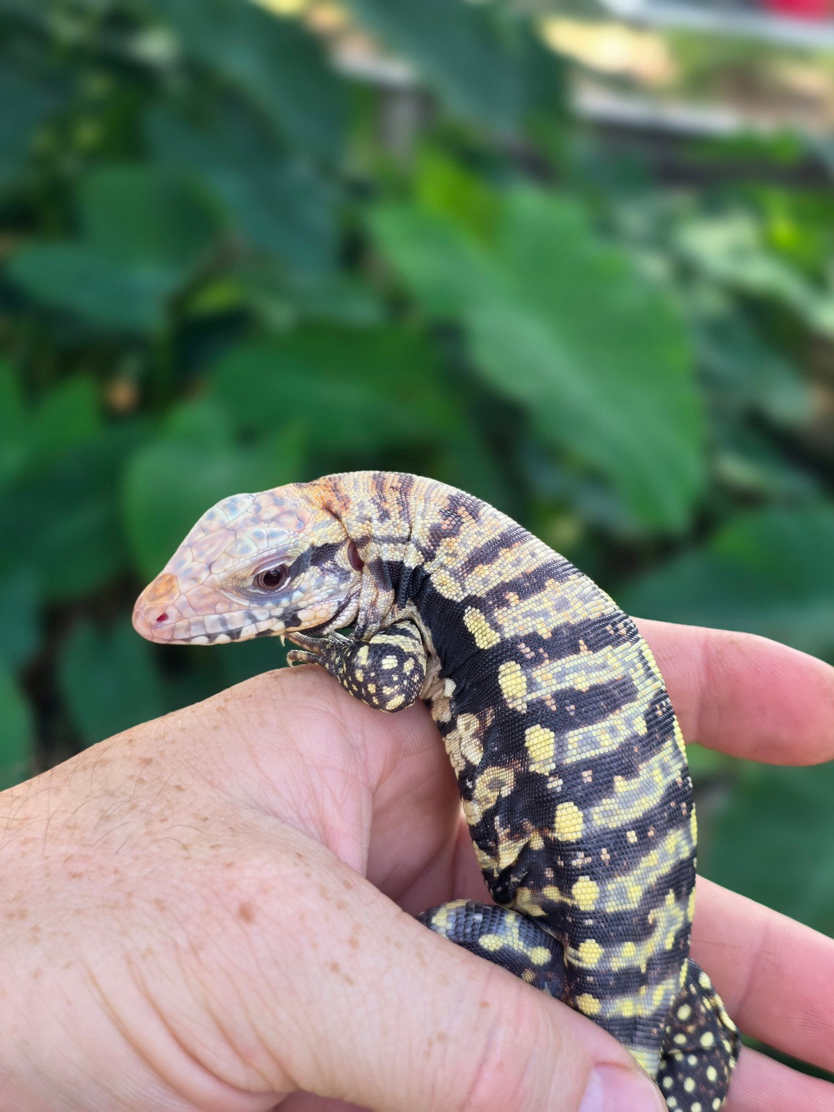 Female Blue Albino Tegu- Tsunami x Luna