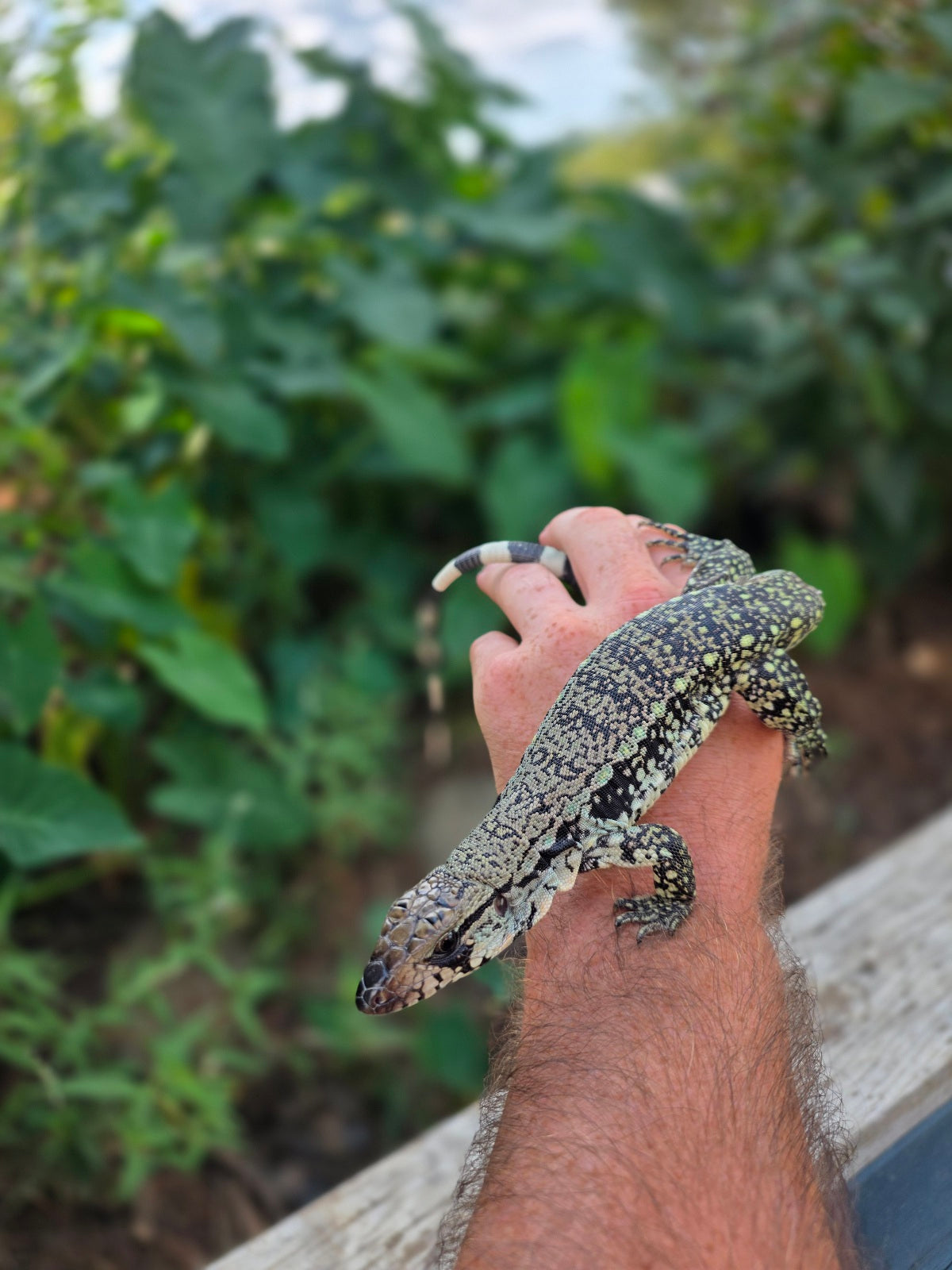 Female Blue Tegu 66% het Albino- JJ x Tiffany