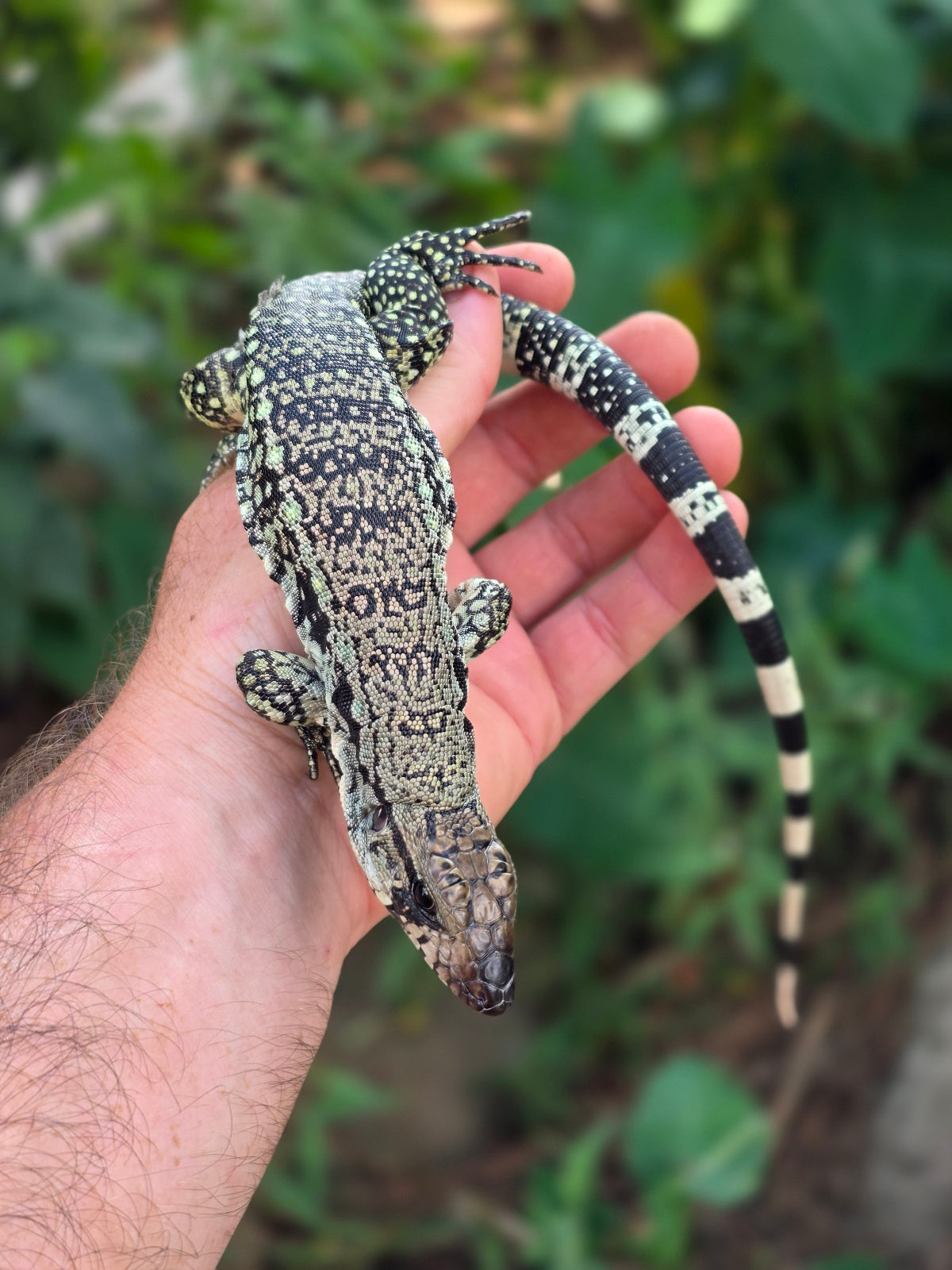 Female Blue Tegu 66% het Albino- JJ x Tiffany