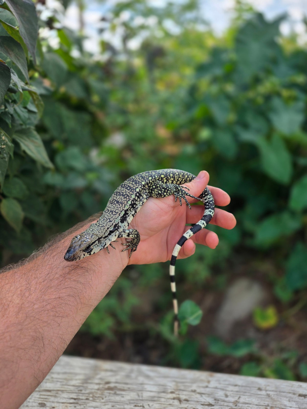 Female Blue Tegu 66% het Albino- JJ x Tiffany