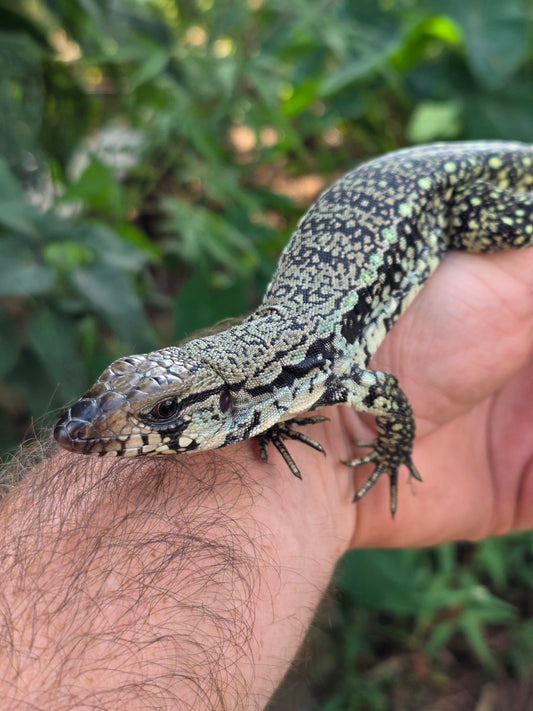 Female Blue Tegu 66% het Albino- JJ x Tiffany