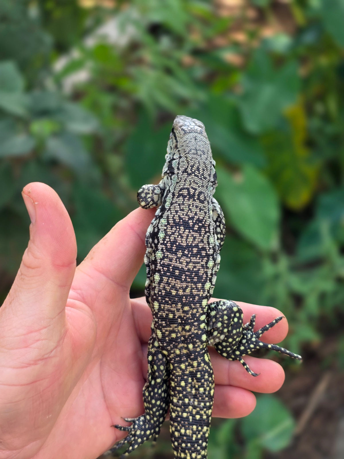 Female Blue Tegu 66% het Albino- JJ x Tiffany