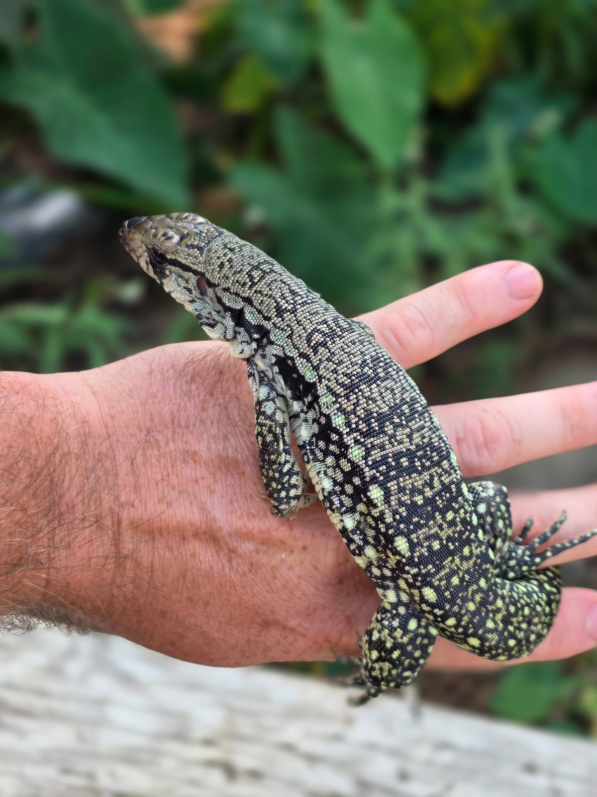 Female Blue Tegu 66% het Albino- JJ x Tiffany