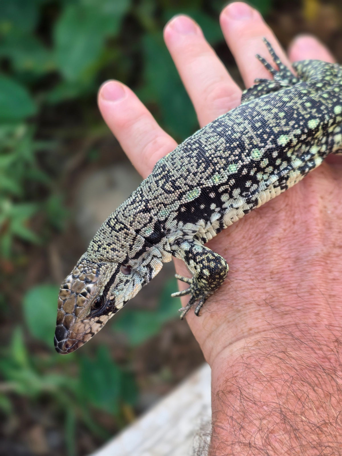 Female Blue Tegu 66% het Albino- JJ x Tiffany