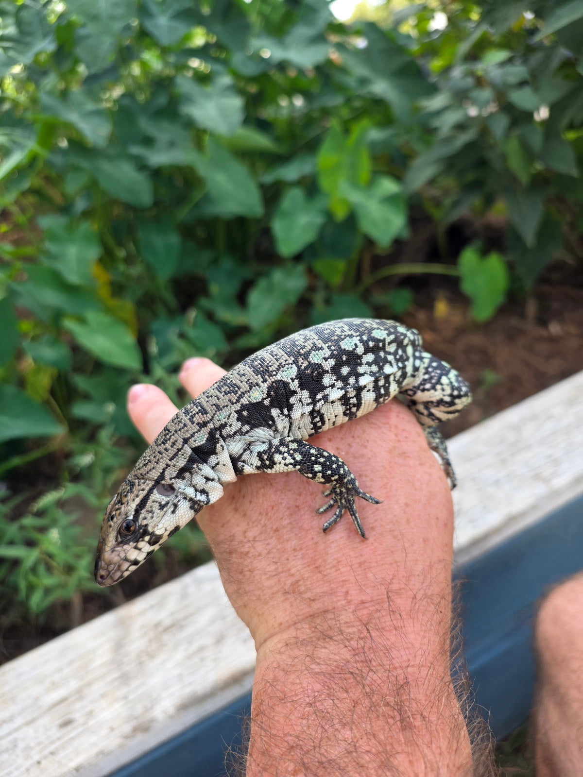 Female Blue Tegu 66% het Albino- JJ x Tiffany