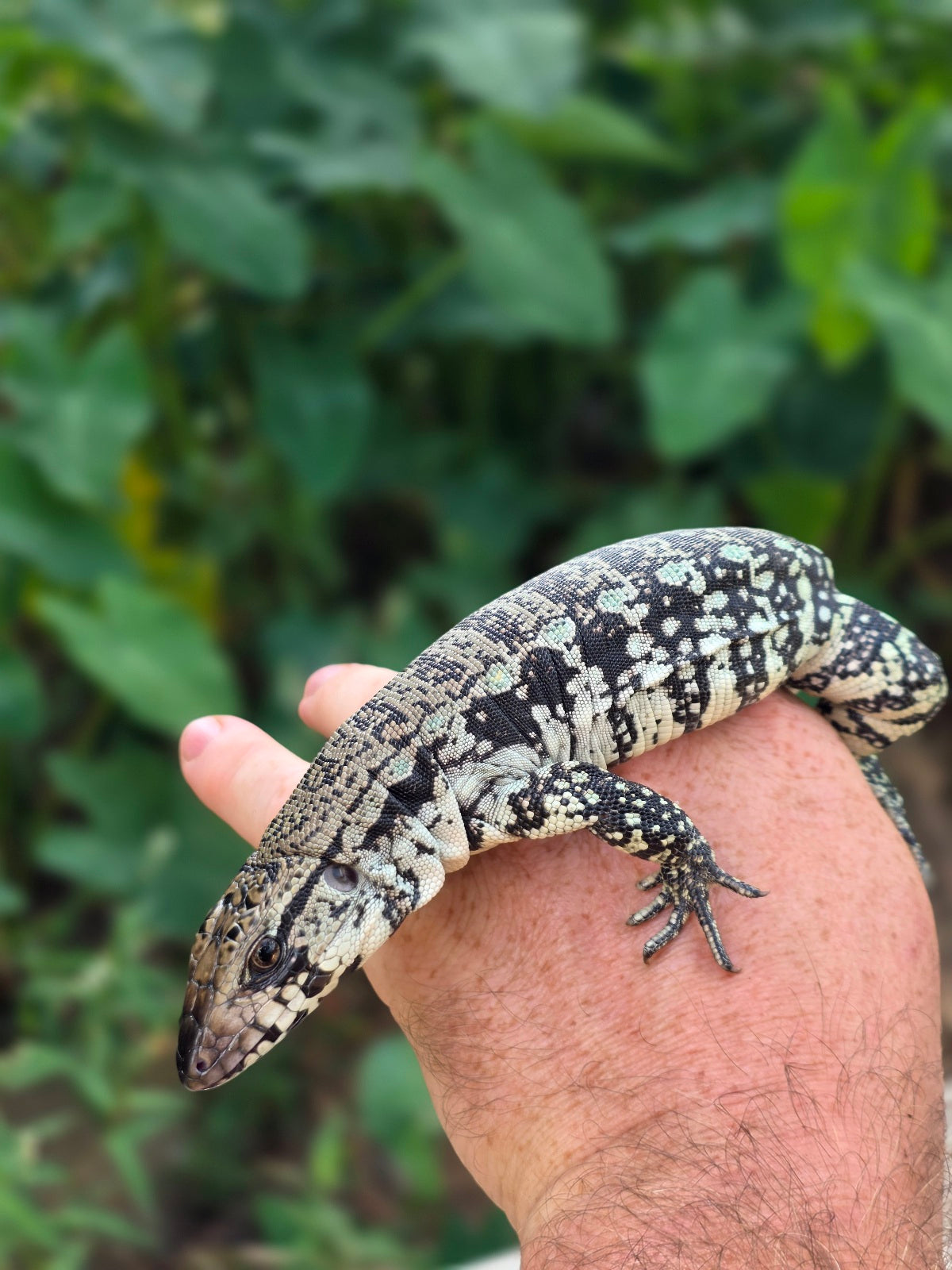 Female Blue Tegu 66% het Albino- JJ x Tiffany