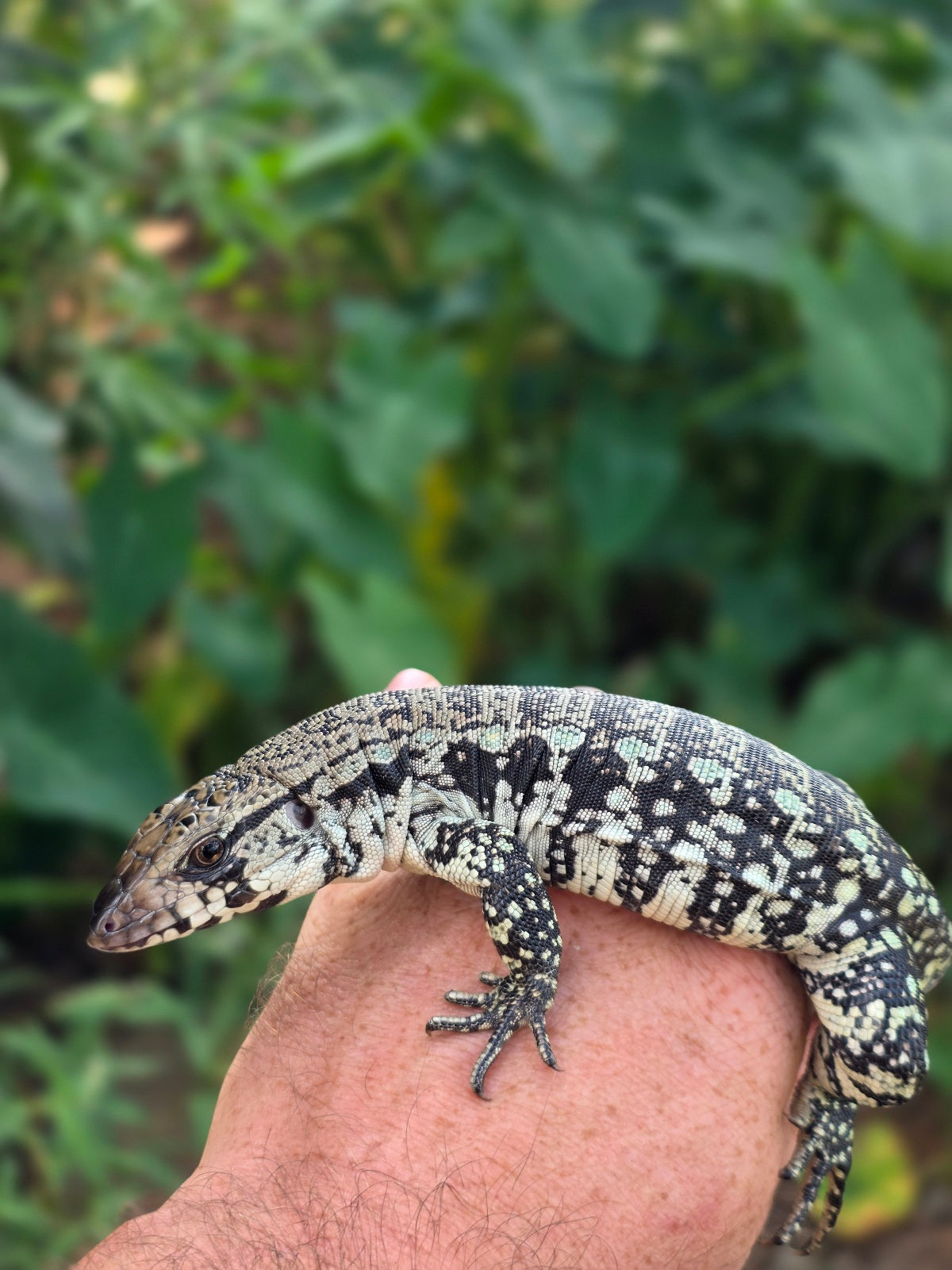 Female Blue Tegu 66% het Albino- JJ x Tiffany