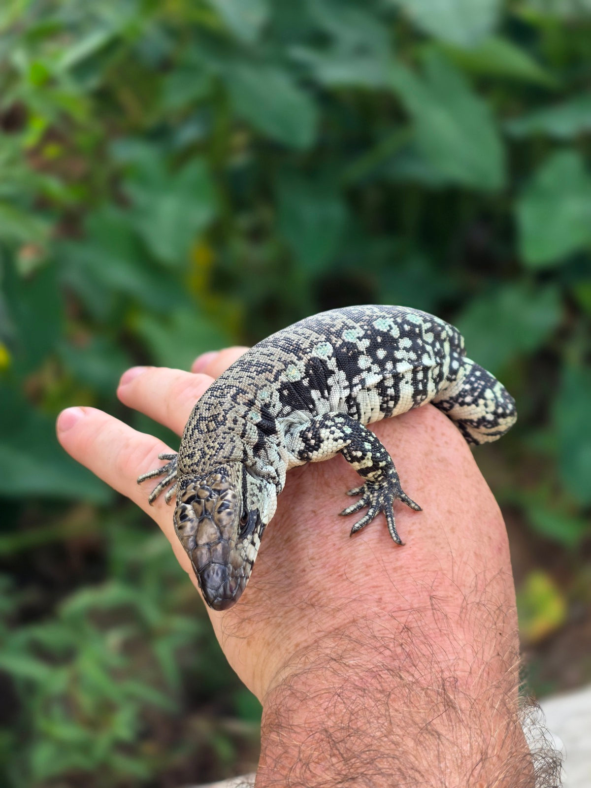 Female Blue Tegu 66% het Albino- JJ x Tiffany