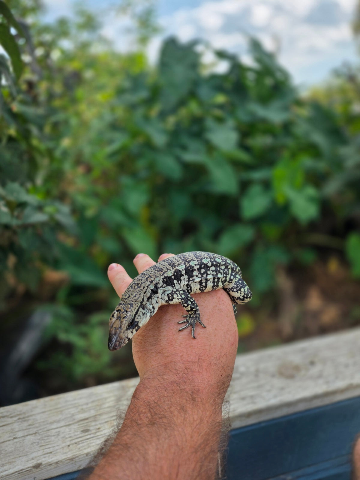 Female Blue Tegu 66% het Albino- JJ x Tiffany