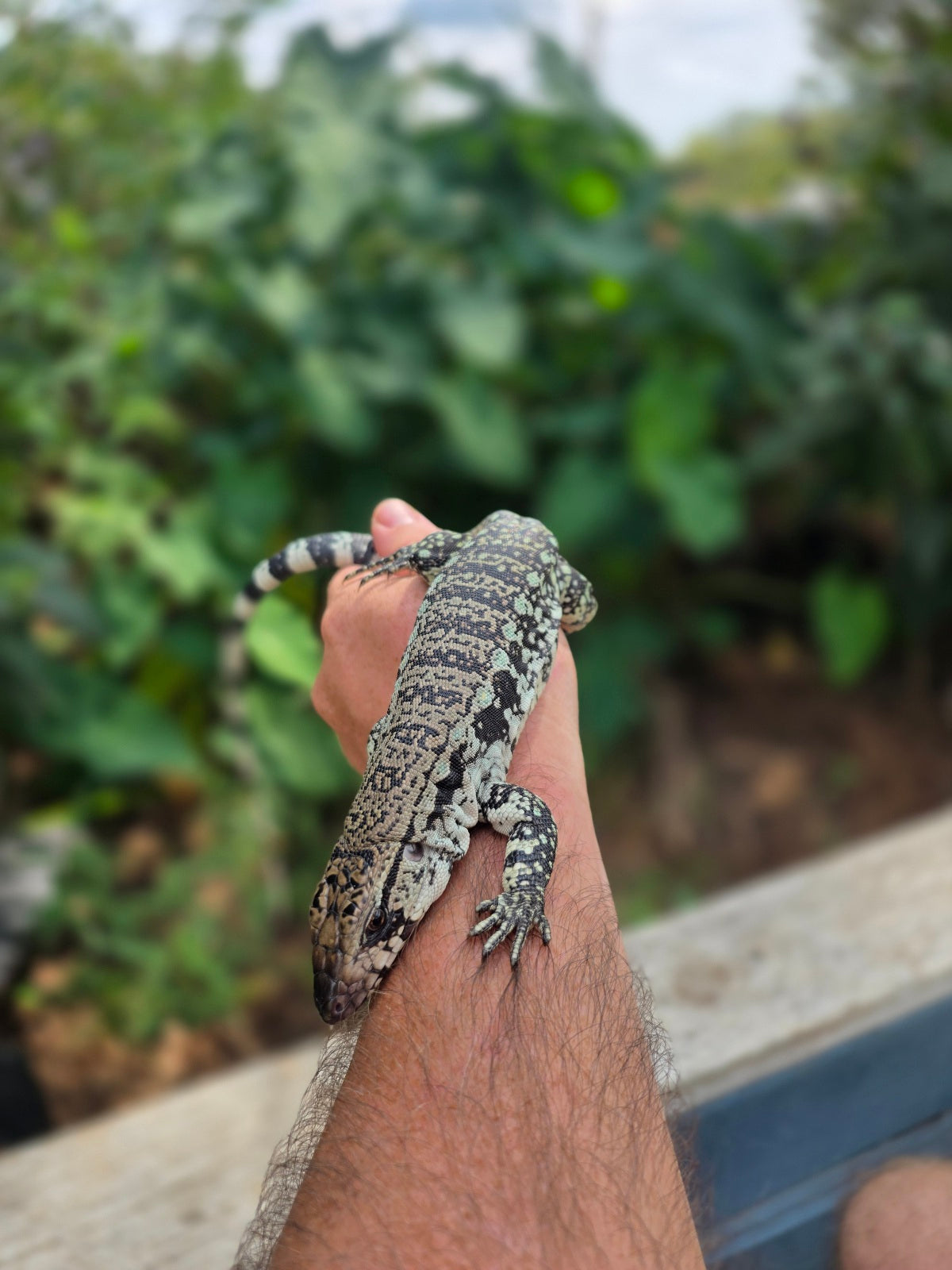 Female Blue Tegu 66% het Albino- JJ x Tiffany
