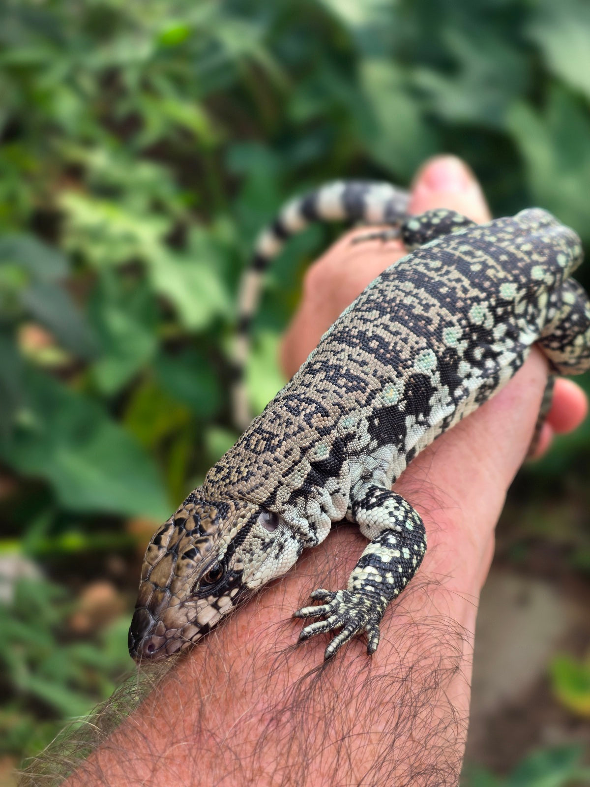 Female Blue Tegu 66% het Albino- JJ x Tiffany