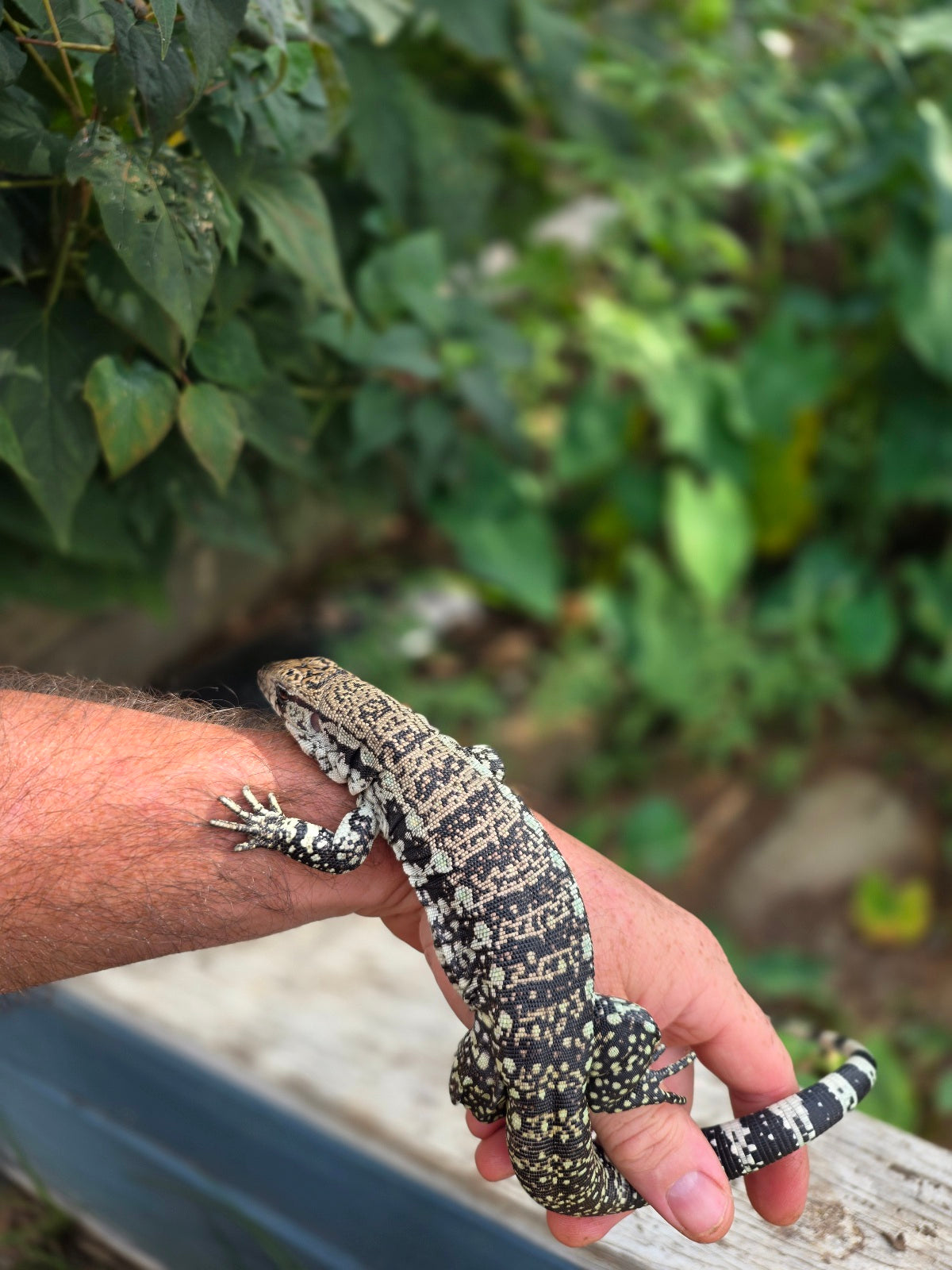 Female Blue Tegu 66% het Albino- JJ x Tiffany