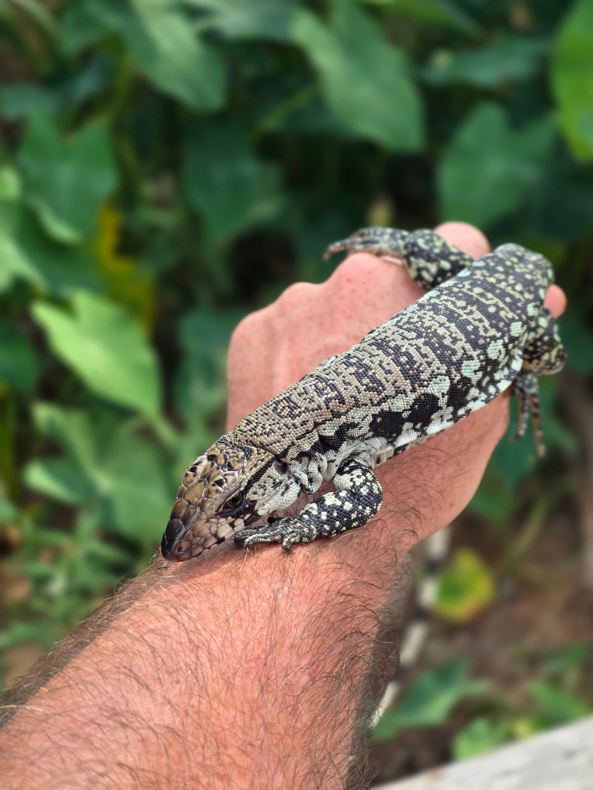 Female Blue Tegu 66% het Albino- JJ x Tiffany