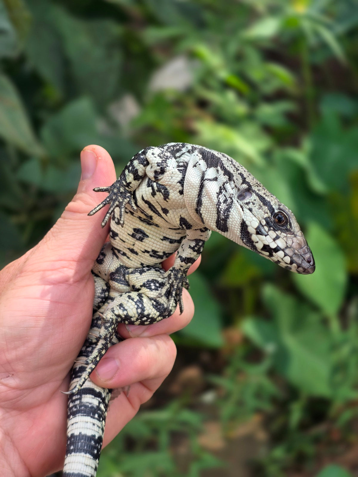 Female Blue Tegu 66% het Albino- JJ x Tiffany