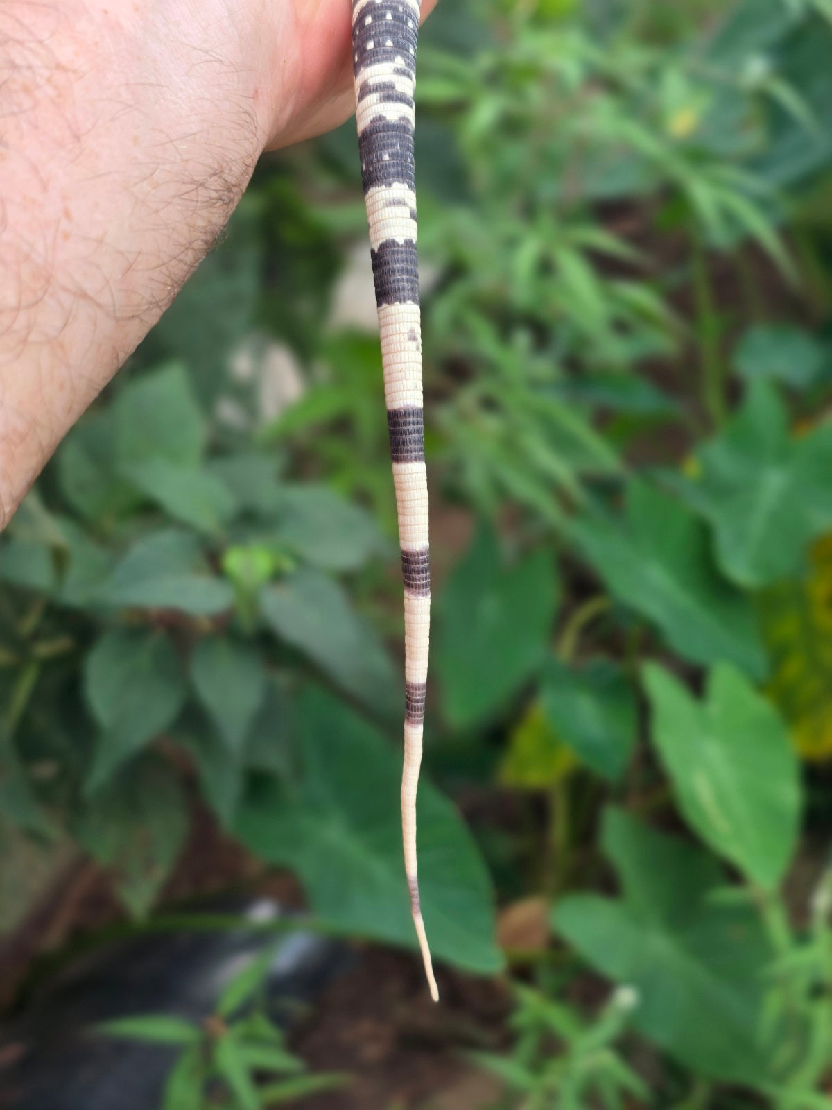 Female Blue Albino Tegu- JJ x Tiffany
