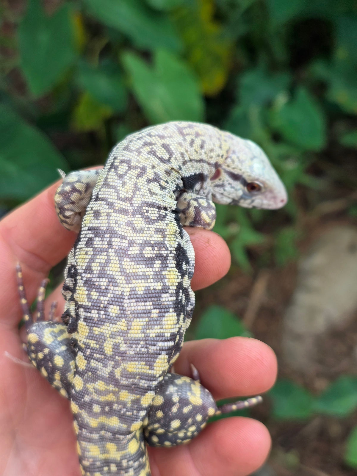 Female Blue Albino Tegu- JJ x Tiffany