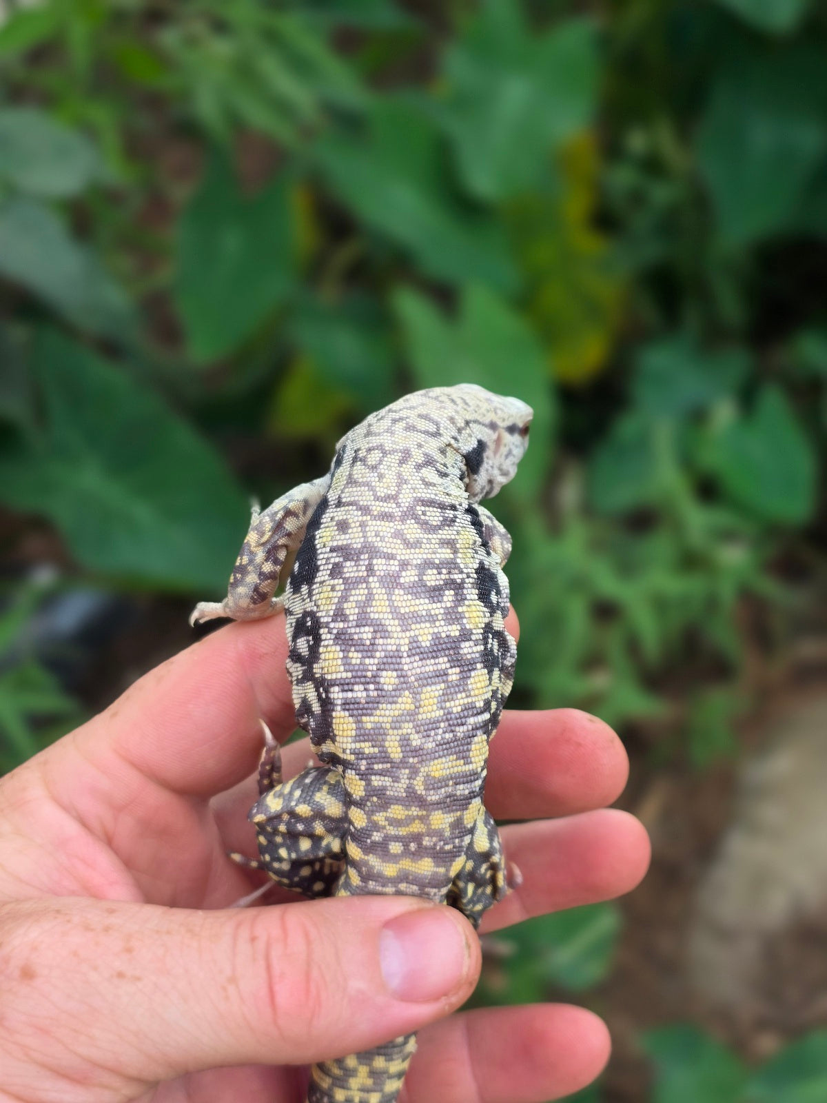 Female Blue Albino Tegu- JJ x Tiffany