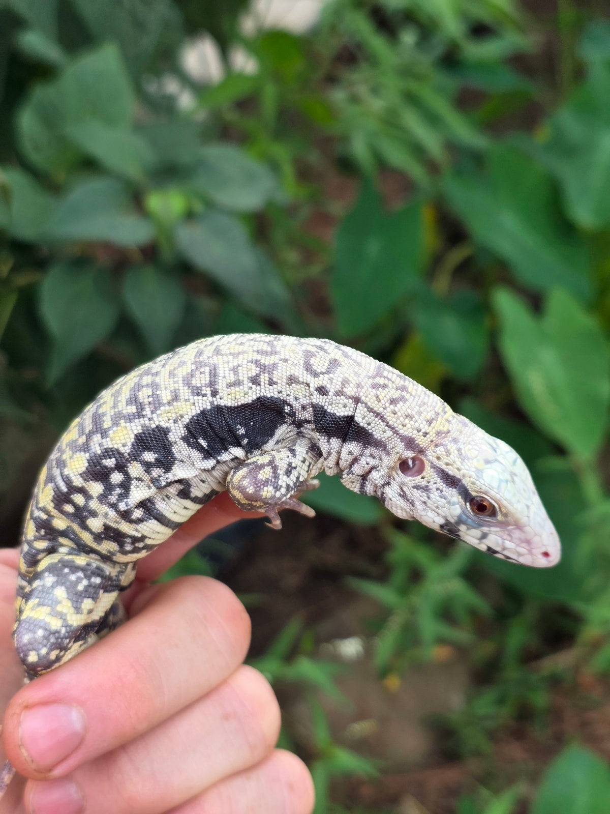 Female Blue Albino Tegu- JJ x Tiffany