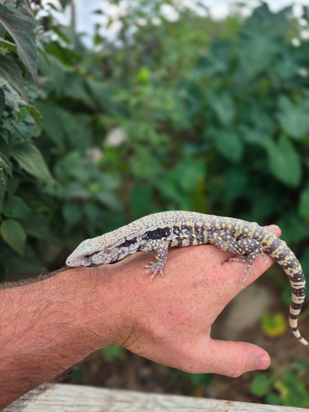 Female Blue Albino Tegu- JJ x Tiffany
