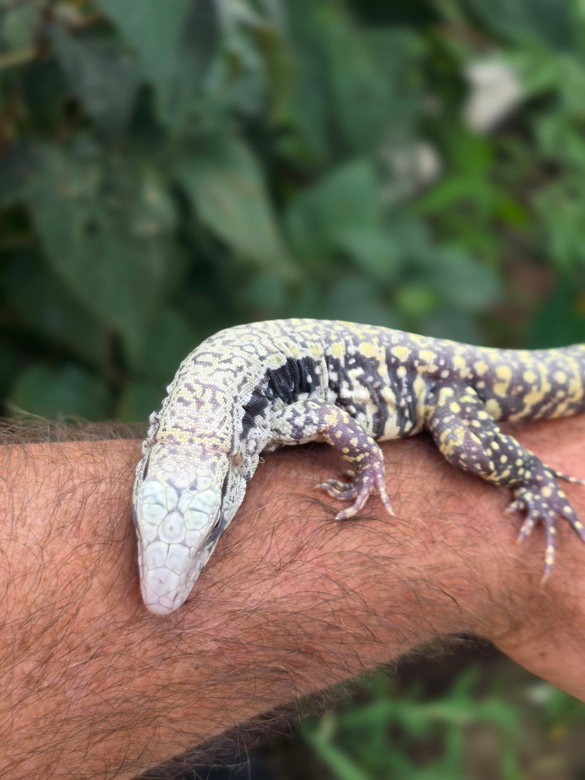 Female Blue Albino Tegu- JJ x Tiffany