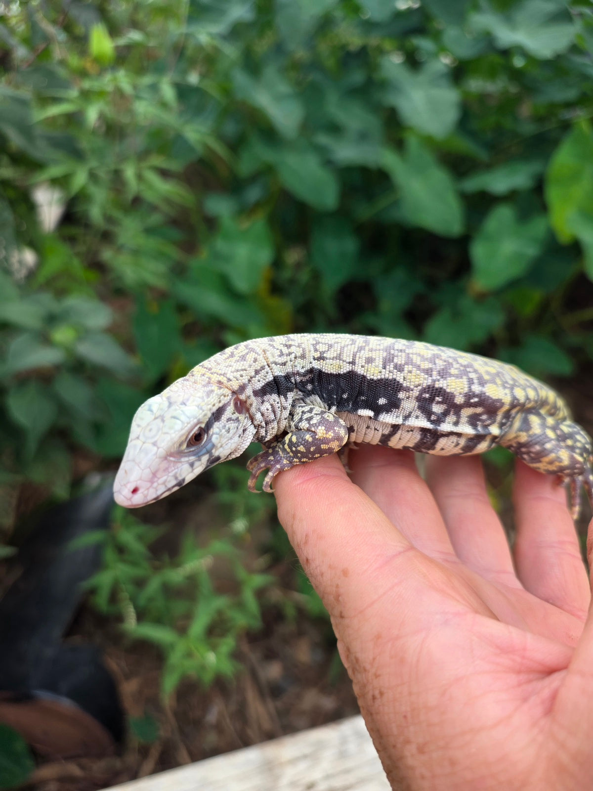 Female Blue Albino Tegu- JJ x Tiffany