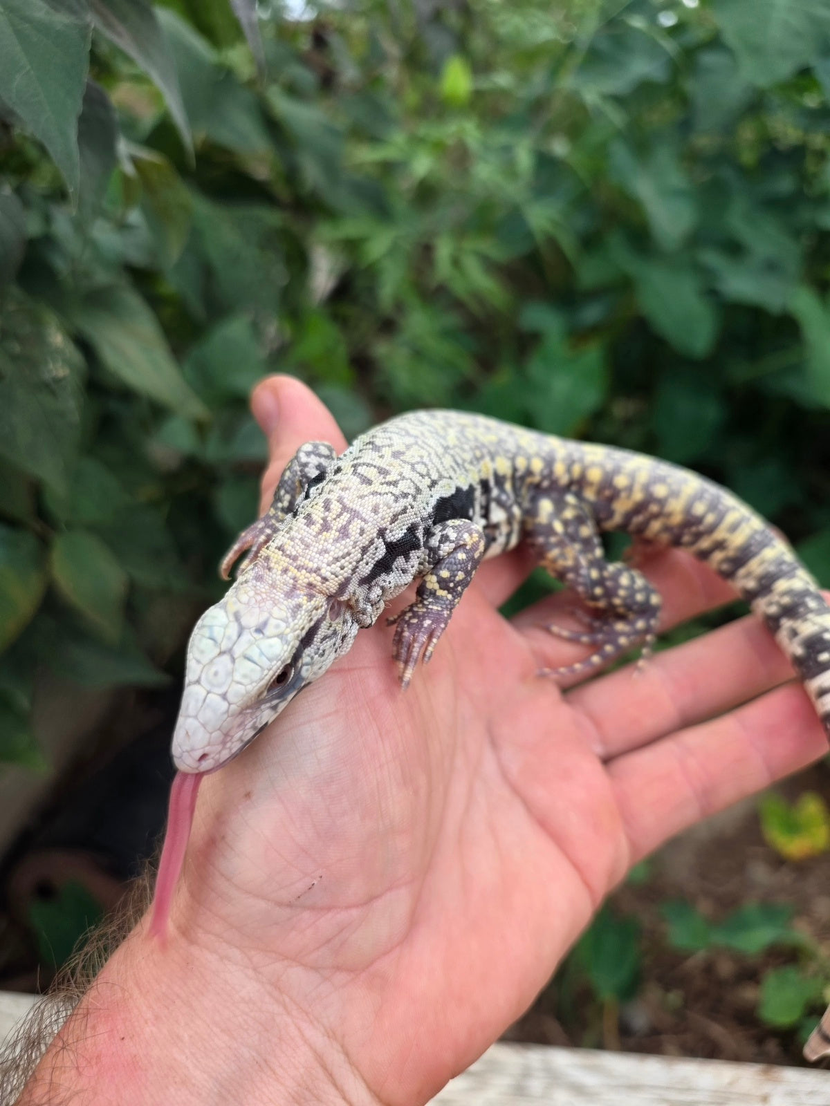 Female Blue Albino Tegu- JJ x Tiffany