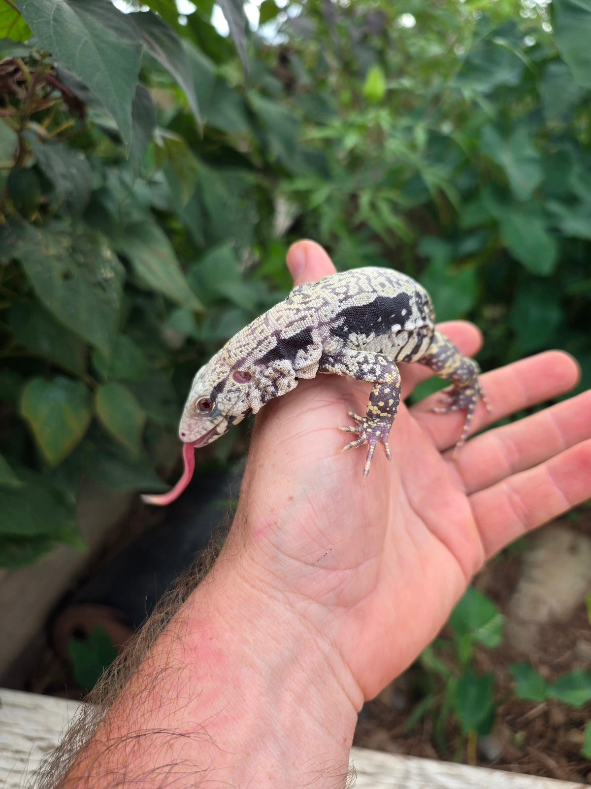 Female Blue Albino Tegu- JJ x Tiffany