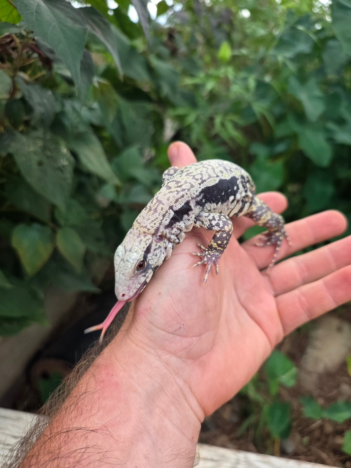 Female Blue Albino Tegu- JJ x Tiffany