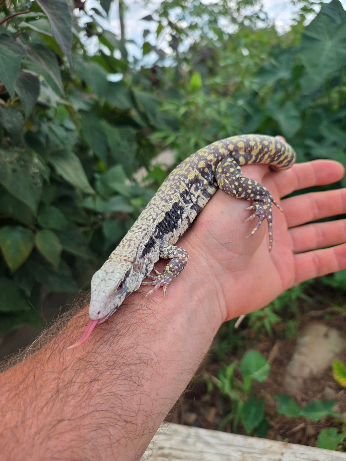 Female Blue Albino Tegu- JJ x Tiffany